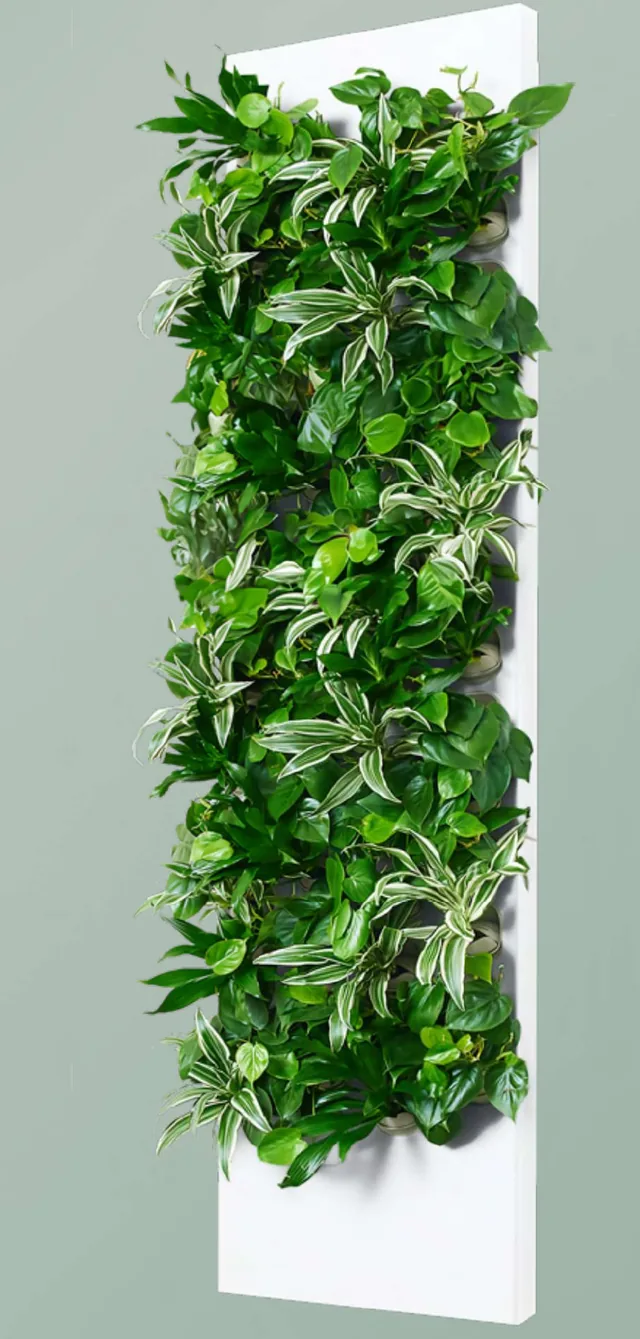 Taiga MAX tall smart hydroponic living wall panel